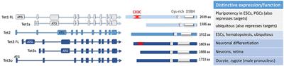 Tet Enzymes, Variants, and Differential Effects on Function